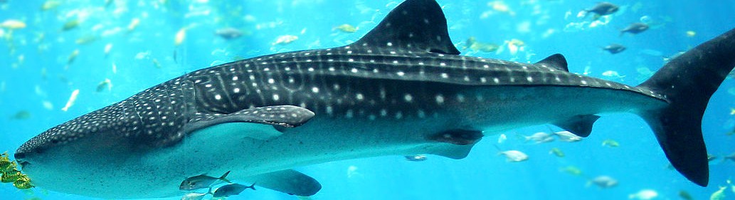 sharkalark-blog featur