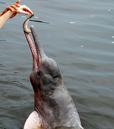 Photos of Pink River Dolphins & Their Lifestyle