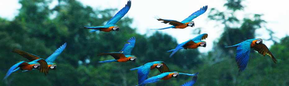 Amazon_Rainforest_birds-930x279.jpg