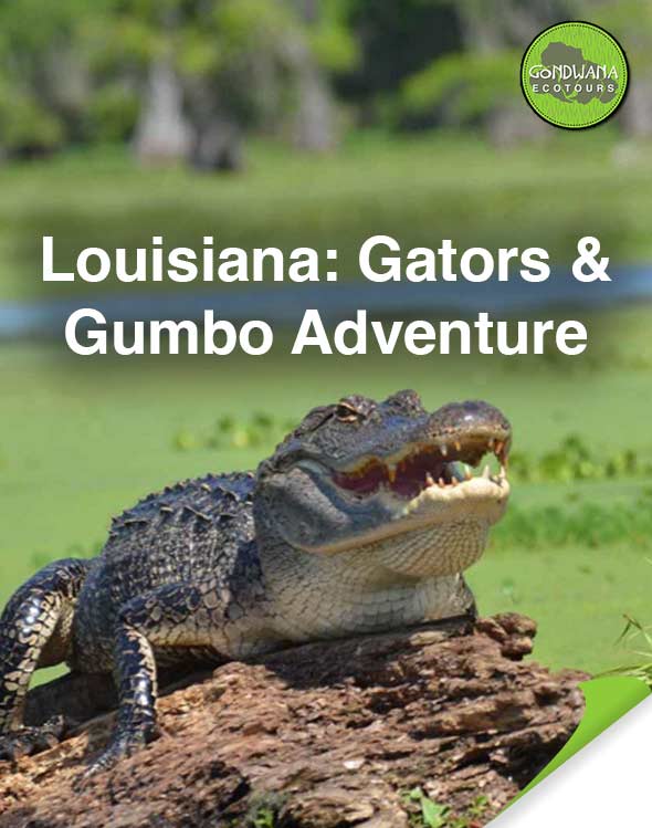 Gators & Gumbo Adventure