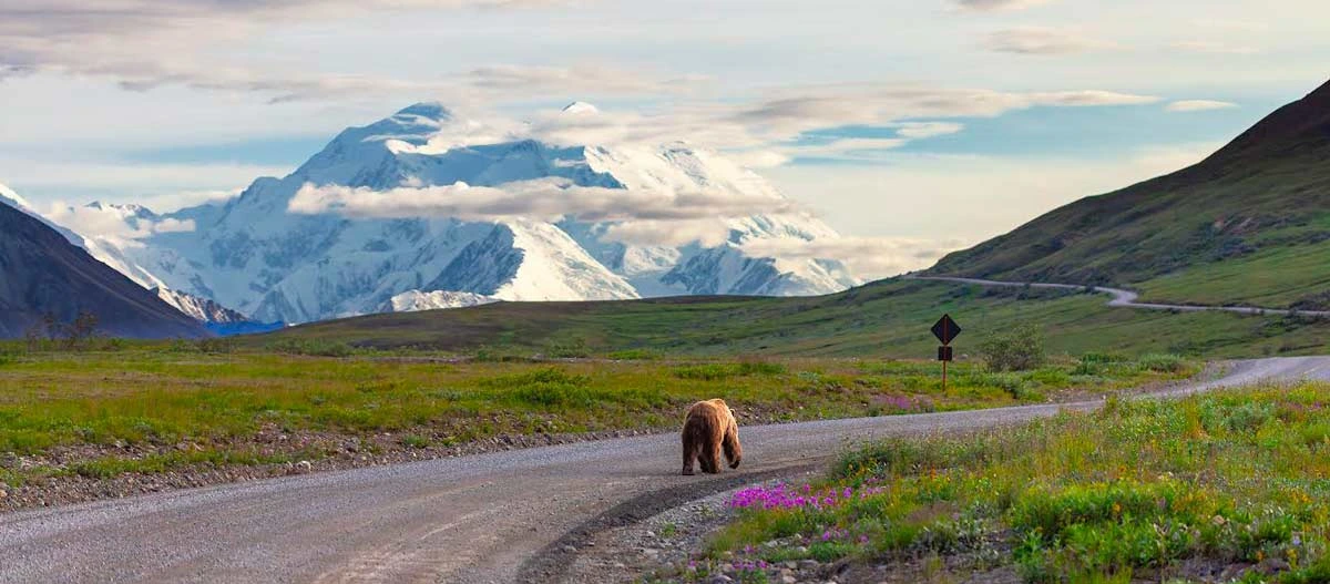 Gondwana Ecotours: Carbon Neutral Tour Operator 18 denali discovery adventure road with bear traveling